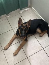 Reunited Female Dog last seen Apollo/ kings bridge rd, Garland, TX 75040