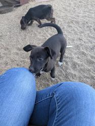 Found/Stray Unknown Dog last seen Albert Way, Reno, NV 89506