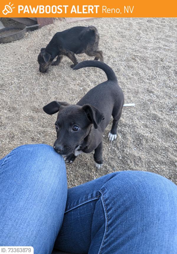 Found/Stray Unknown Dog last seen Albert Way, Reno, NV 89506