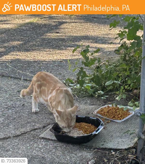 Found/Stray Male Cat last seen Deveraux and Erdrick, Philadelphia, PA 19135