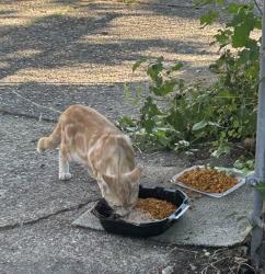 Found/Stray Male Cat last seen Deveraux and Erdrick, Philadelphia, PA 19135