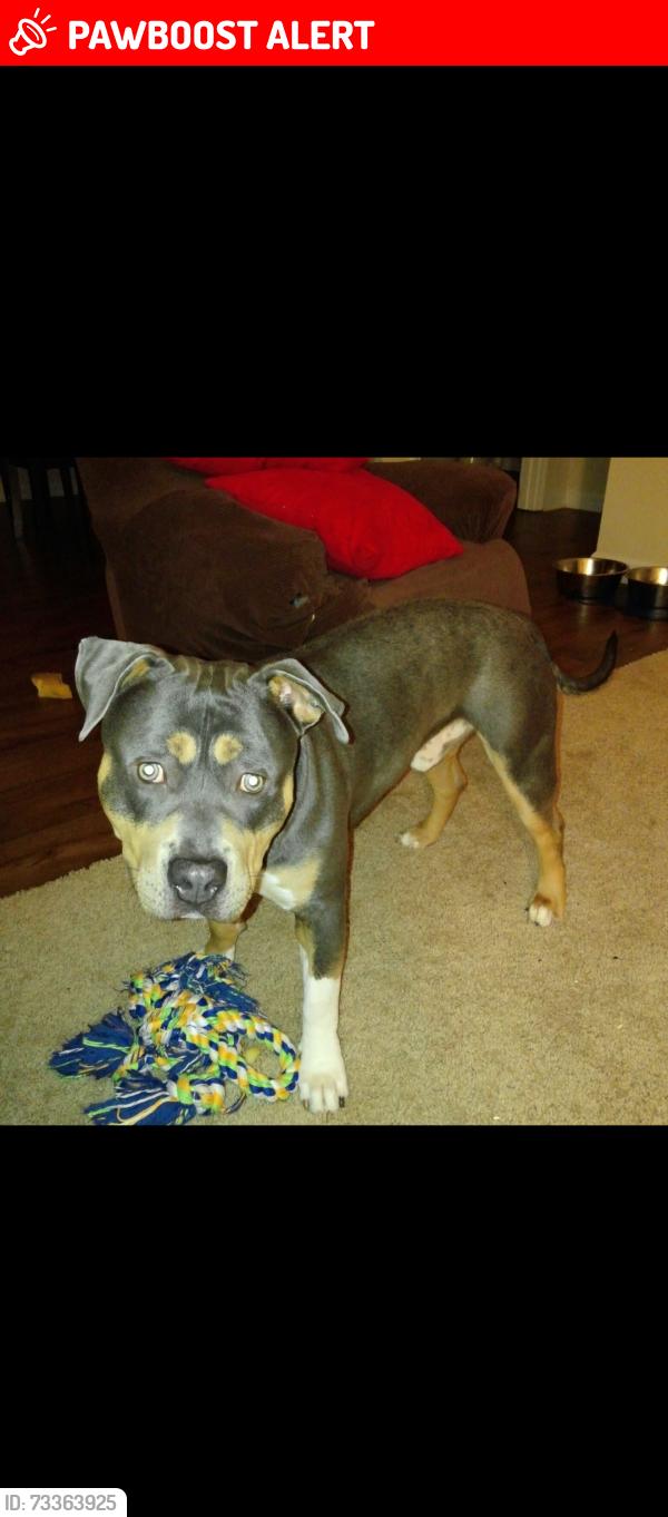 Lost Male Dog last seen Lake Wendell Harris ridge, Johnston County, NC 27591