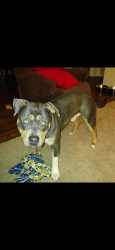 Lost Male Dog last seen Lake Wendell Harris ridge, Johnston County, NC 27591