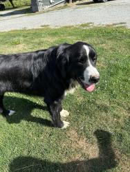 Reunited Unknown Dog last seen Kamb and Calhoun, Skagit County, WA 98273
