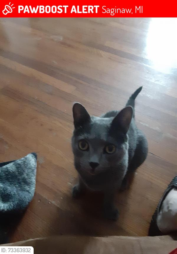 Lost Male Cat last seen weiss hemmeter rd, Saginaw, MI 48603