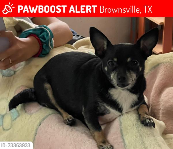 Lost Male Dog last seen Brownsville 1525 E Jackson Brownsville, Brownsville, TX 78520