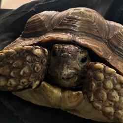 Shelter Stray Unknown Other last seen , 5570 Sturmer Park Cir, Winston-Salem, NC 27105, USA