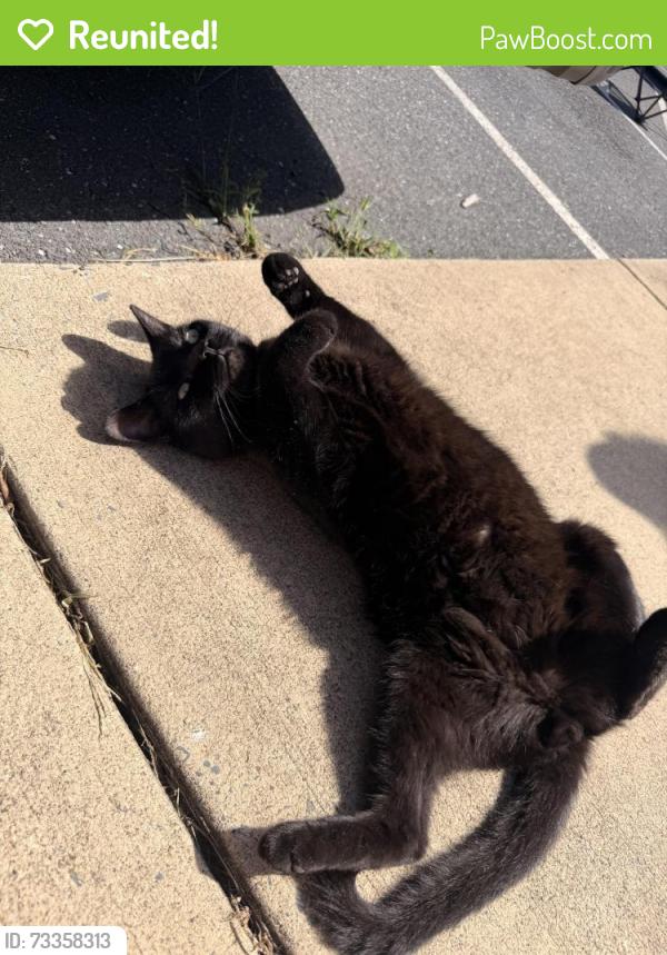 Reunited Unknown Cat last seen Near Betsy Bell Rd, Staunton, VA 24401