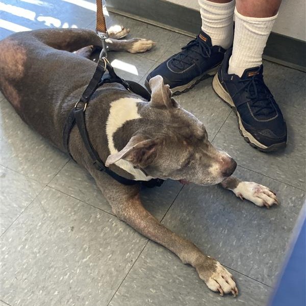 Shelter Stray Female Dog last seen , 12910 Yukon Ave, Hawthorne, CA 90250, USA