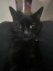 Lost Female Cat last seen N/a, Smethwick, England 