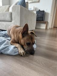 Found/Stray Male Dog last seen Yorktown & Everhart, Corpus Christi, TX 78414