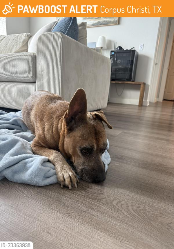 Found/Stray Male Dog last seen Yorktown & Everhart, Corpus Christi, TX 78414