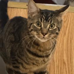 Shelter Stray Male Cat last seen , Animal Care & Control Team of Philly, 111 W Hunting Park Ave, Philadelphia, PA 19140, USA