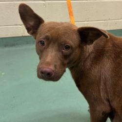 Shelter Stray Female Dog last seen , 2350 Appling City Cove, Memphis, TN 38133, USA