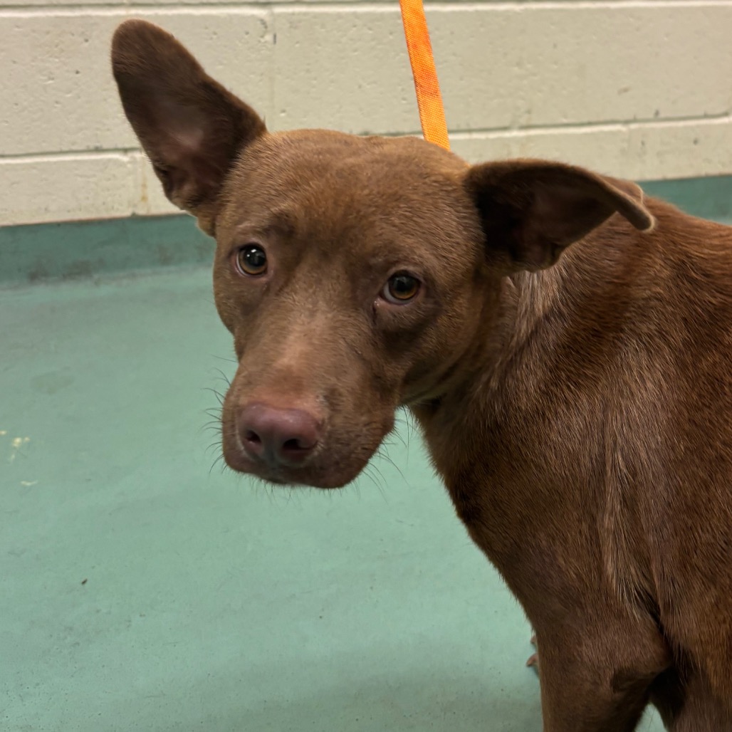 Shelter Stray Female Dog last seen , 2350 Appling City Cove, Memphis, TN 38133, USA
