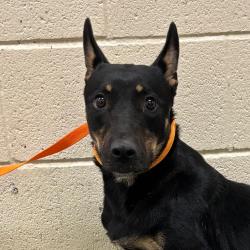 Shelter Stray Female Dog last seen , 2350 Appling City Cove, Memphis, TN 38133, USA
