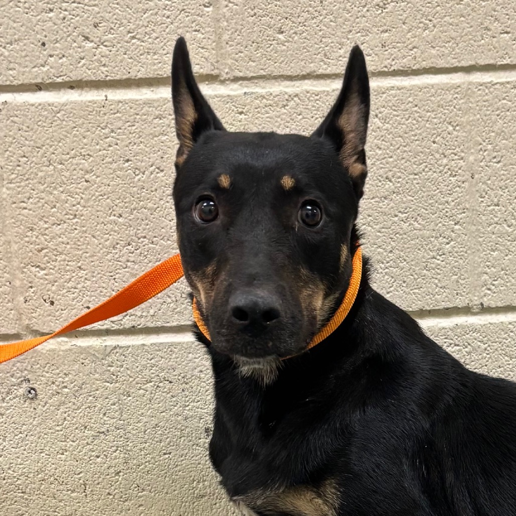 Shelter Stray Female Dog last seen , 2350 Appling City Cove, Memphis, TN 38133, USA