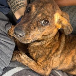 Shelter Stray Female Dog last seen , 2350 Appling City Cove, Memphis, TN 38133, USA