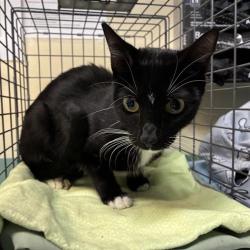 Shelter Stray Female Cat last seen , 361 S Raymond Ave, Pasadena, CA 91105, USA