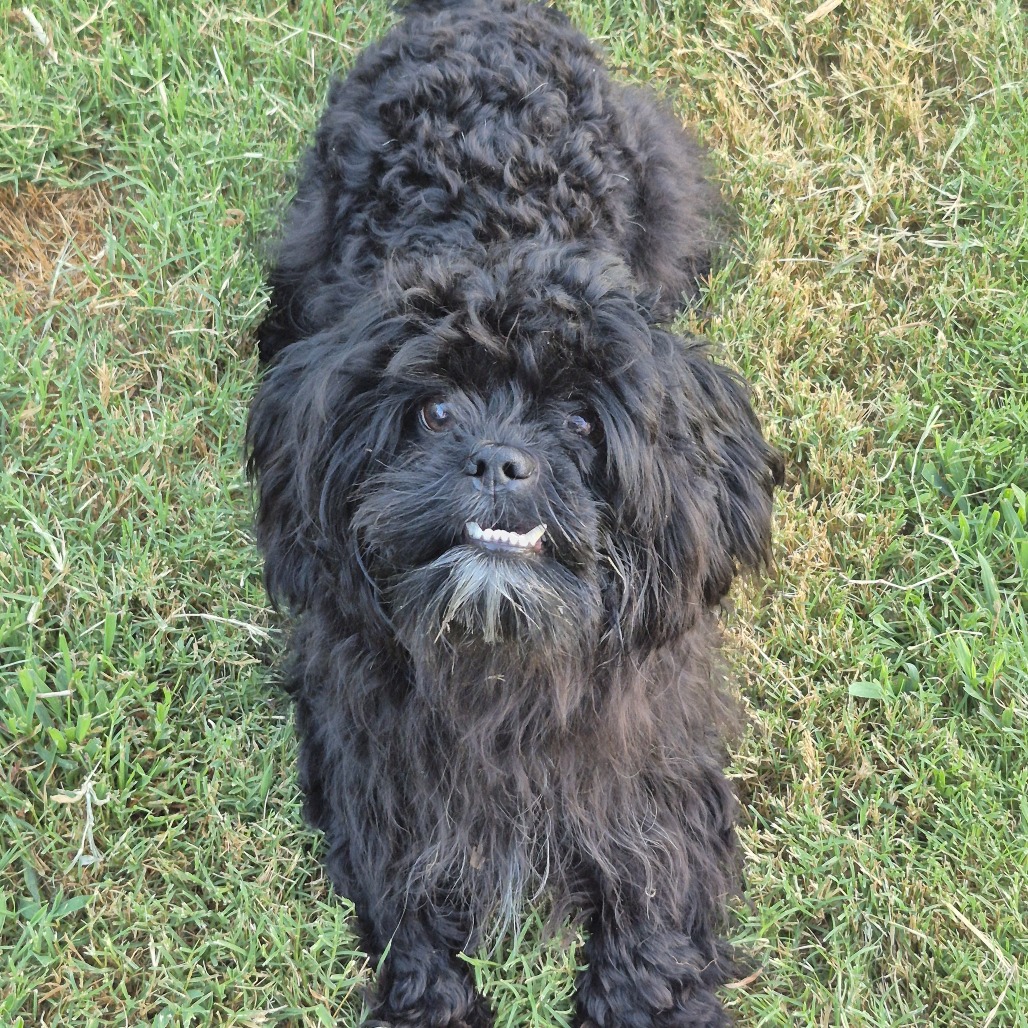 Shelter Stray Male Dog last seen , 2350 Appling City Cove, Memphis, TN 38133, USA