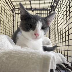 Shelter Stray Male Cat last seen , 361 S Raymond Ave, Pasadena, CA 91105, USA