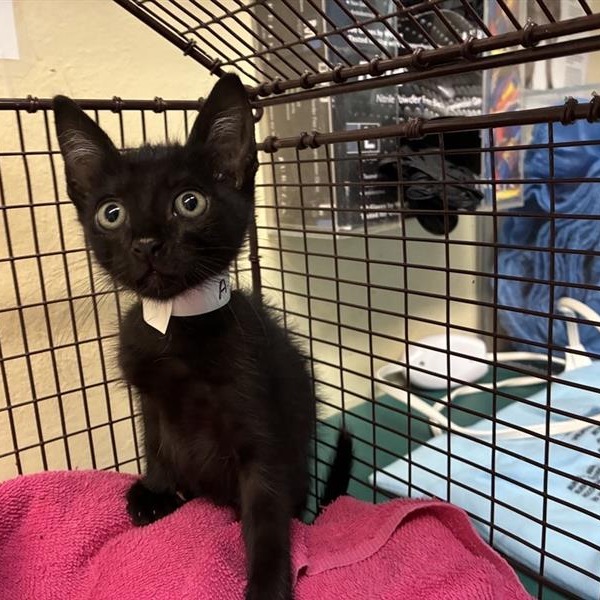 Shelter Stray Male Cat last seen , 361 S Raymond Ave, Pasadena, CA 91105, USA