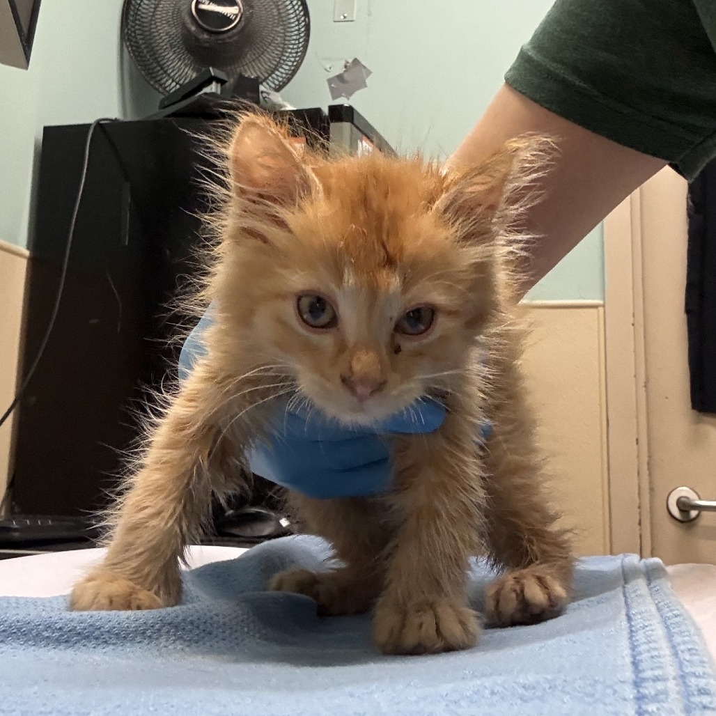 Shelter Stray Male Cat last seen , 2608 Center St, Tacoma, WA 98409, USA