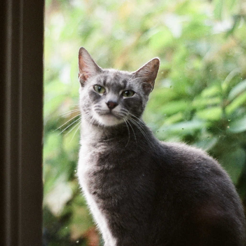 Shelter Stray Female Cat last seen , 2608 Center St, Tacoma, WA 98409, USA