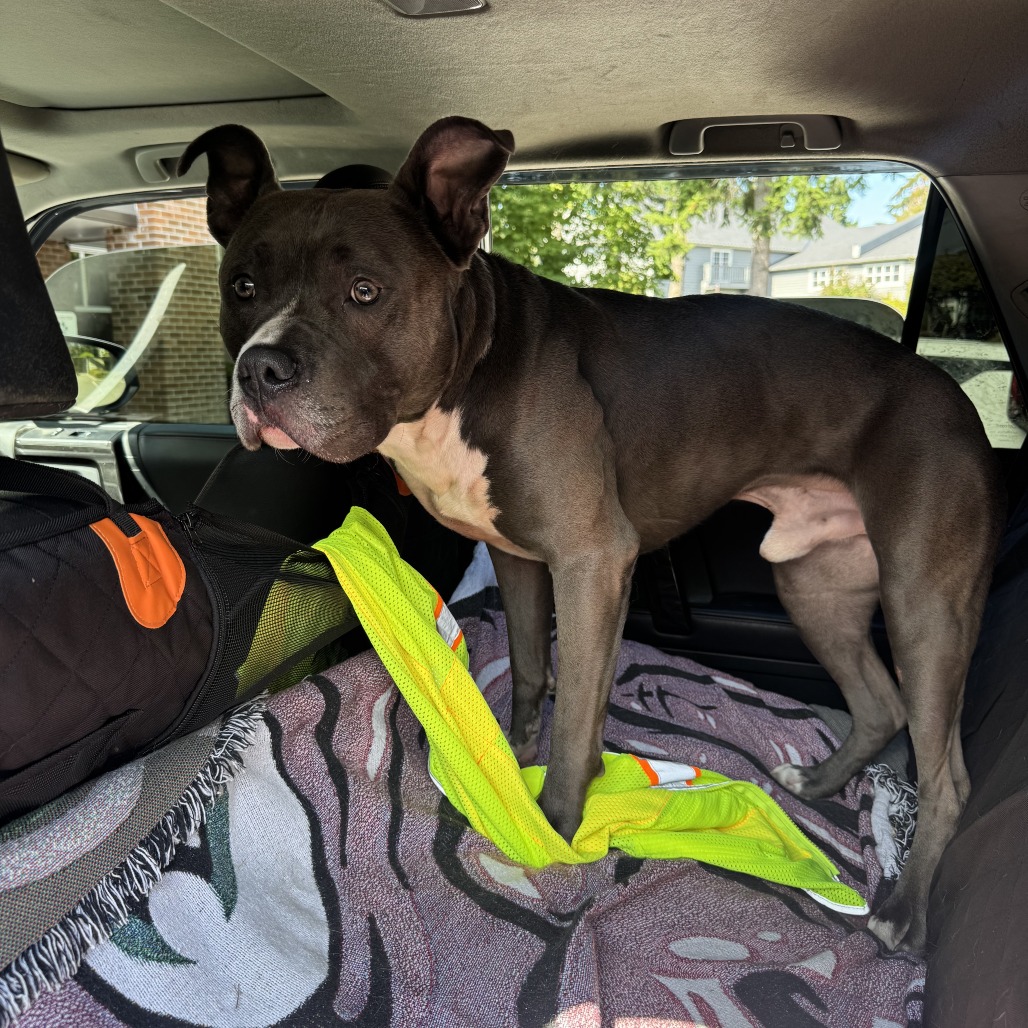 Shelter Stray Male Dog last seen , 2608 Center St, Tacoma, WA 98409, USA