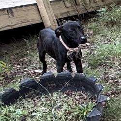 Shelter Stray Female Dog last seen , 4900 Milgen Rd, Columbus, GA 31907, USA