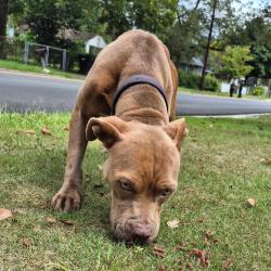 Shelter Stray Female Dog last seen , 4900 Milgen Rd, Columbus, GA 31907, USA