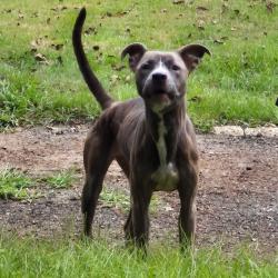 Shelter Stray Female Dog last seen , 4900 Milgen Rd, Columbus, GA 31907, USA