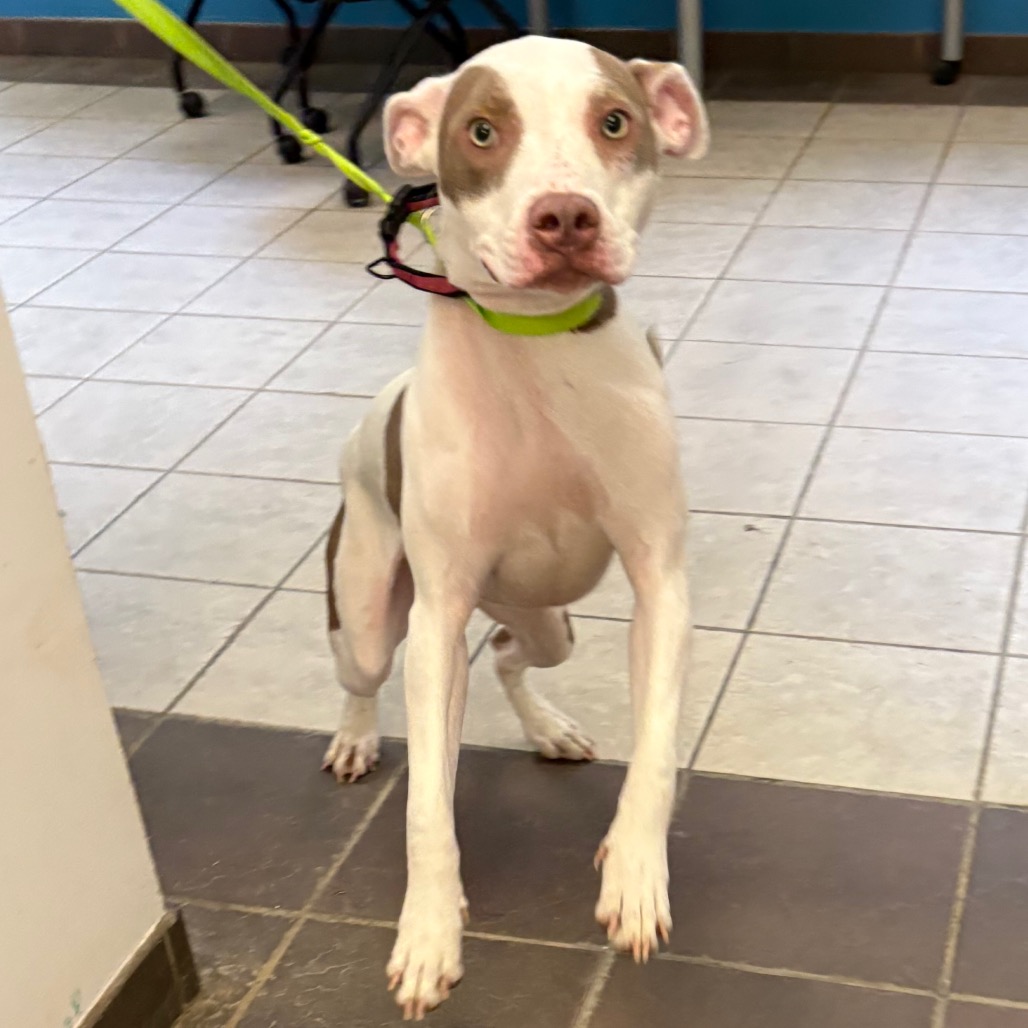 Shelter Stray Female Dog last seen , 4900 Milgen Rd, Columbus, GA 31907, USA