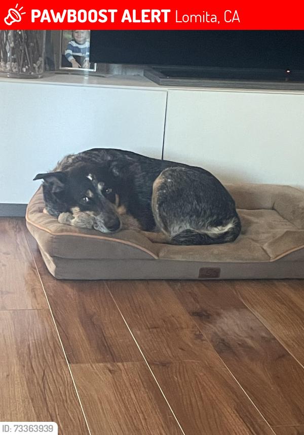 Lost Female Dog last seen PCH, Lomita, CA 90717