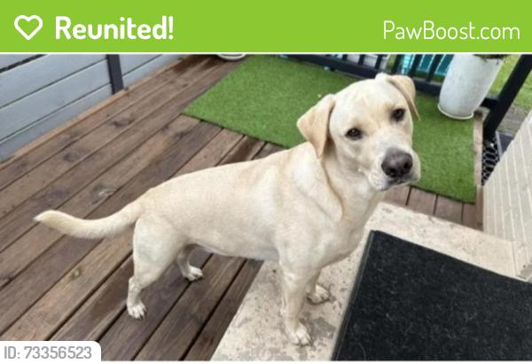 Reunited Male Dog last seen Akron Avenue, Lubbock, TX 79410