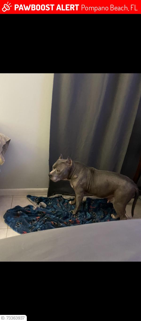 Lost Male Dog last seen 3rd ave and 44, Pompano Beach, FL 33064