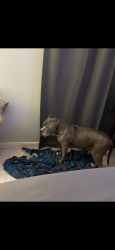 Lost Male Dog last seen 3rd ave and 44, Pompano Beach, FL 33064