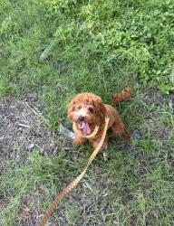Reunited Female Dog last seen Amberlea park, Dunedin, FL 34698