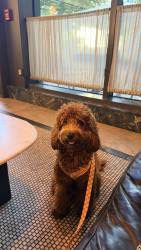 Reunited Female Dog last seen Amberlea park, Dunedin, FL 34698