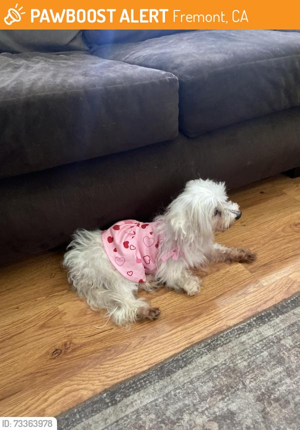 Found/Stray Female Dog last seen Everglades park dr, Fremont, CA 94538