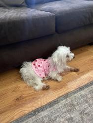 Found/Stray Female Dog last seen Everglades park dr, Fremont, CA 94538