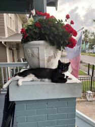 Lost Male Cat last seen 39&38 Avenue o & n, Galveston, TX 77550