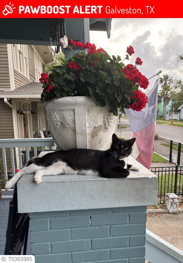 Lost Male Cat last seen 39&38 Avenue o & n, Galveston, TX 77550