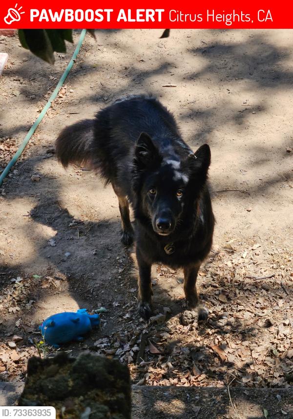 Lost Male Dog last seen Old Auburn and Mariposa, Citrus Heights, CA 95610