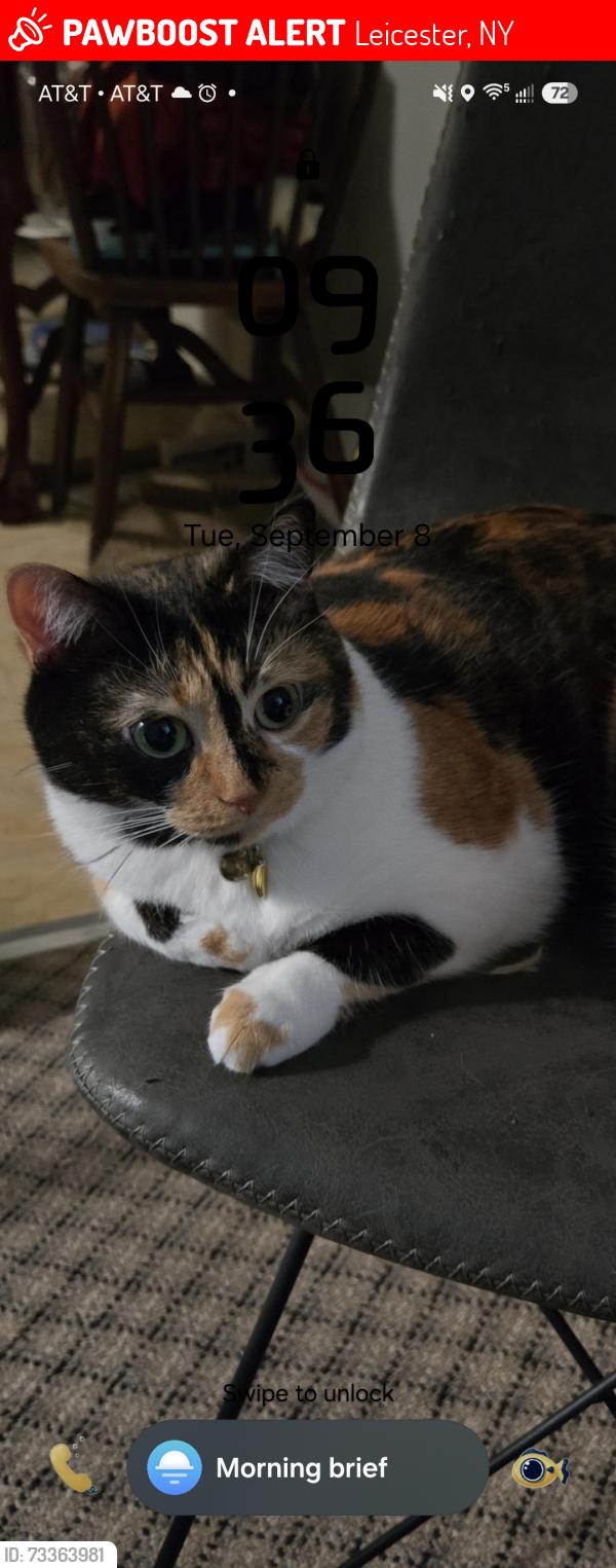 Lost Female Cat last seen The bench by the tree, Leicester, NY 14481
