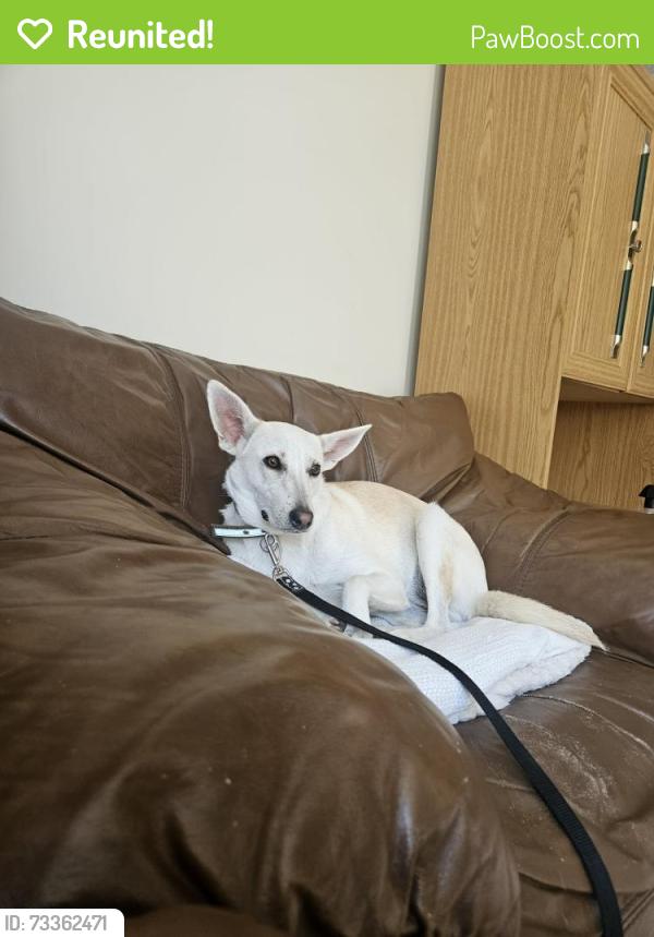 Reunited Female Dog last seen Fairford gardens, Edinburgh, Scotland 