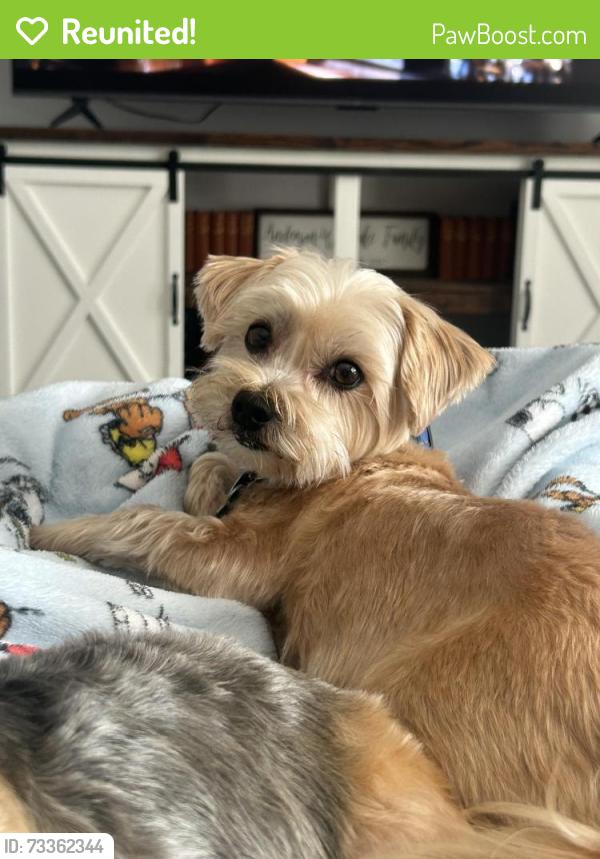 Reunited Female Dog last seen South Buckhill and valley rd, Clermont, FL 34715