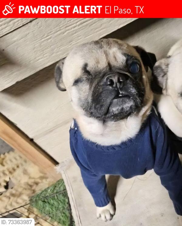 Lost Male Dog last seen Valverde and Delta, El Paso, TX 79905