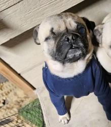 Lost Male Dog last seen Valverde and Delta, El Paso, TX 79905