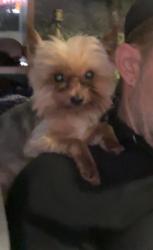 Lost Male Dog last seen Diamond and 19th in Castro, San Francisco, CA 94114